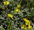 Helianthemum oelandicum subsp. incanum
